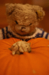 Teddy und sein Kürbis