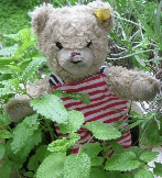 Teddy in den Kräutern